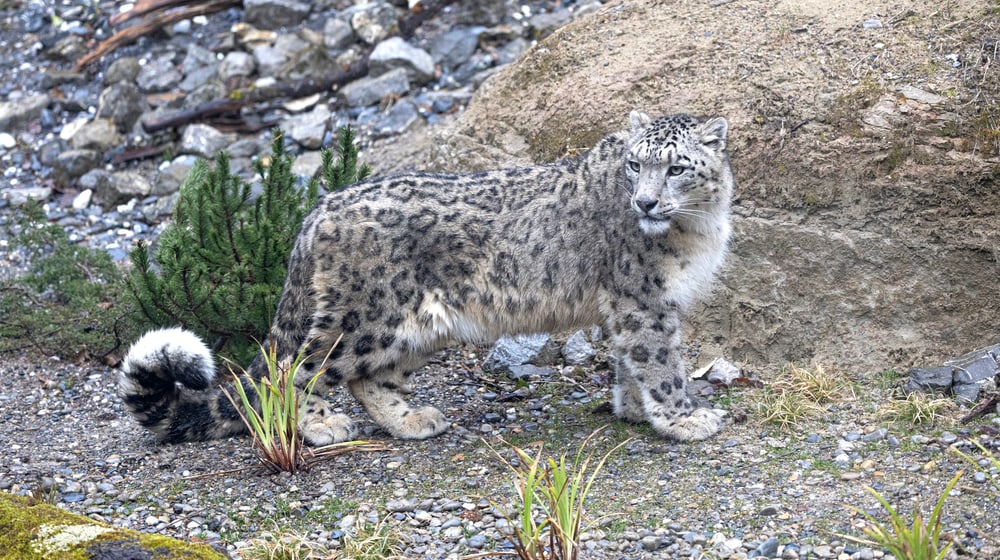 Panthère des neiges au Zoo de Zurich, mars 2025.