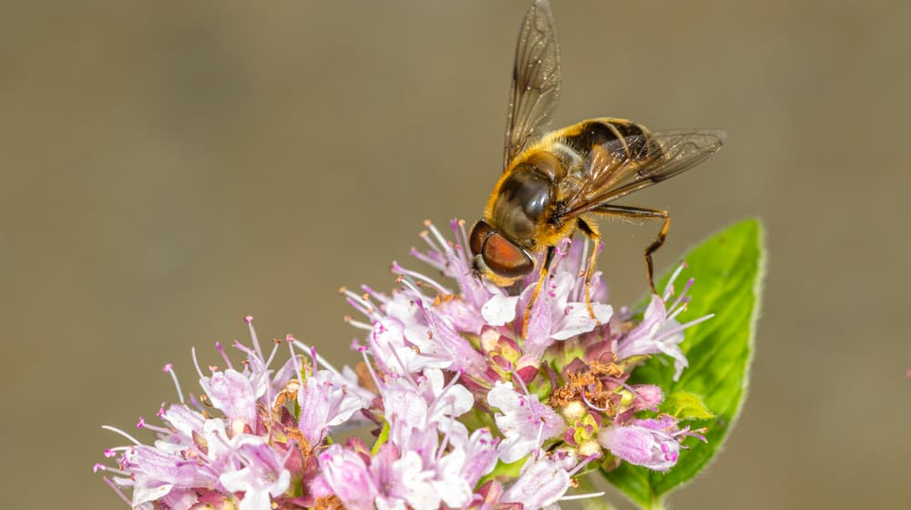 Wild bee at Zoo Zurich.