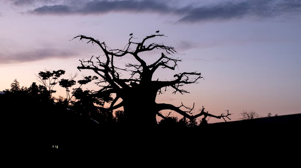 Abendstimmung in der Lewa Savanne des Zoo Zürich.
