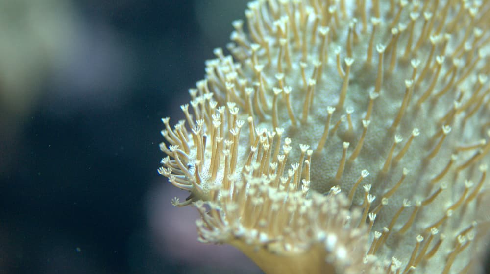 Bubble-tip anemone (Entacmaea quadricolor) at Zoo Zurich.