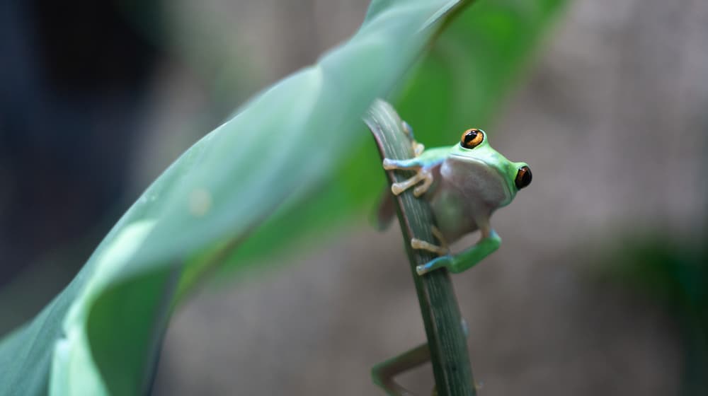 Orangeaugen-Laubfrosch in der Forschungsstation des Zoo Zürich.