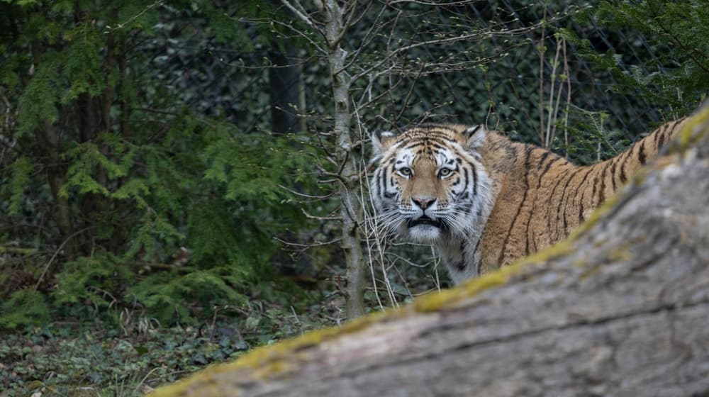 Amurtiger Zeya im Zoo Zürich. 