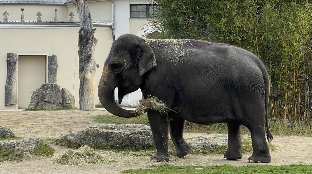 Elefant Panang im Münchener Tierpark Hellabrunn