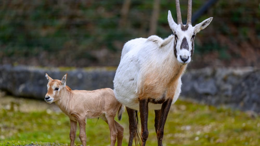 Arabische Oryx mit Jungtier im Zoo Zürich.