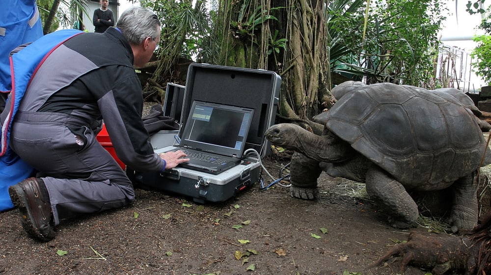 Röntgenuntersuchung des Stimmapparats einer Aldabra-Riesenschildkröte im Masoala Regenwald des Zoo Zürich im Rahmen einer Forschung der Universität Zürich.