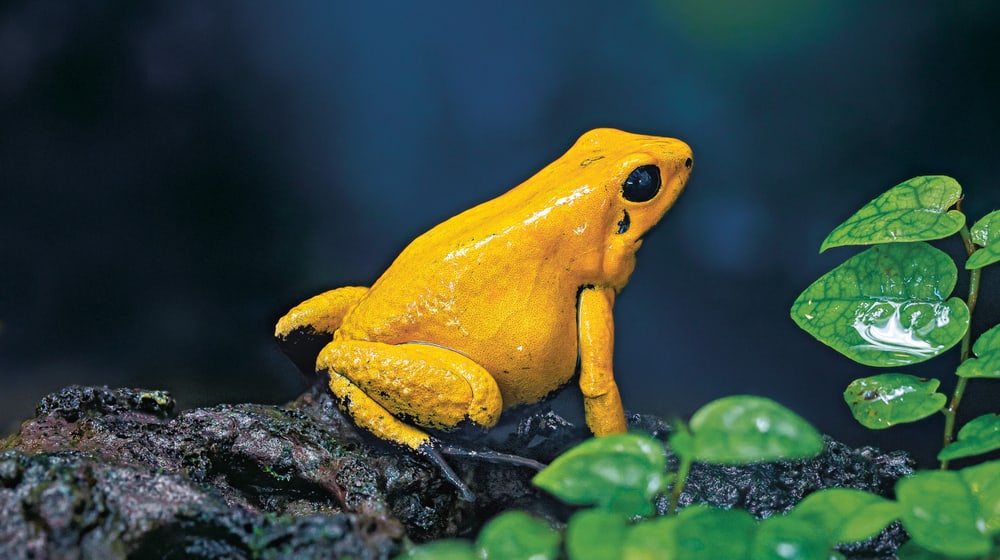 Goldener Pfeilgiftfrosch im Zoo Zürich
