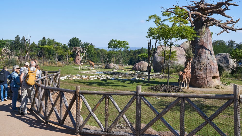 Lewa Savanne im Zoo Zürich, Blick auf Netzgiraffen und Baobab.