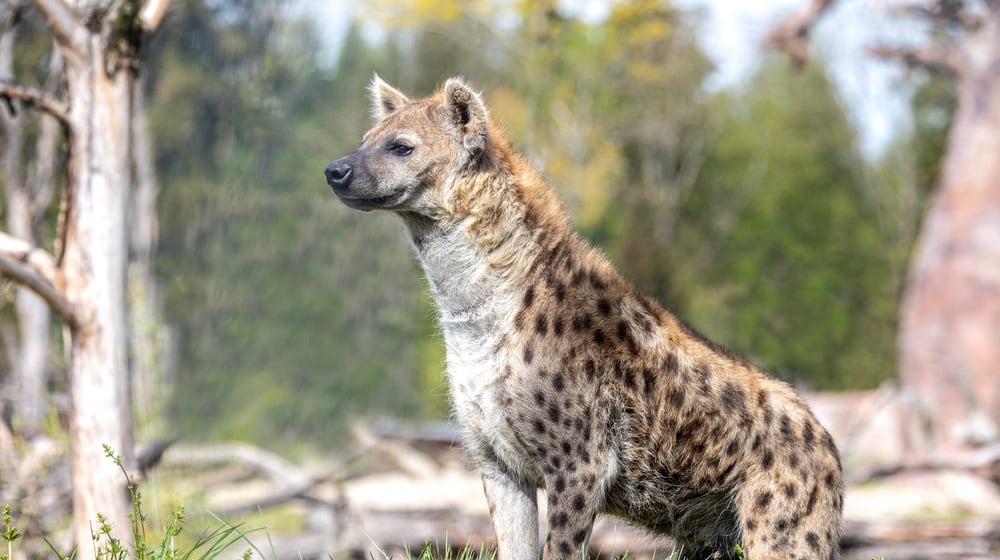Tüpfelhyäne Tesi in der Lewa Savanne des Zoo Zürich.