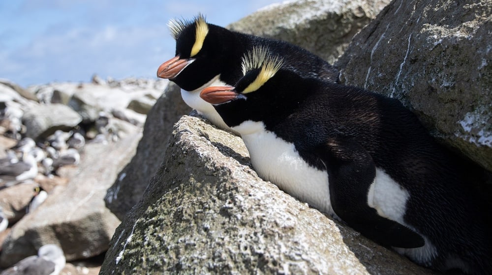 Fiordland Pinguine 