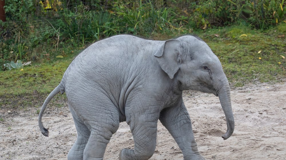 Asiatischer Elefant Umesh im Kaeng Krachan Elefantenpark des Zoo Zürich (2020).