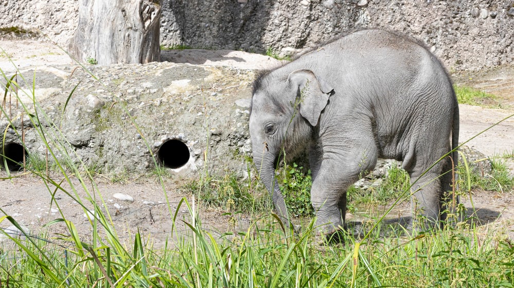 Junger Asiatischer Elefant Zali im Kaeng Krachan Elefantenpark des Zoo Zürich.