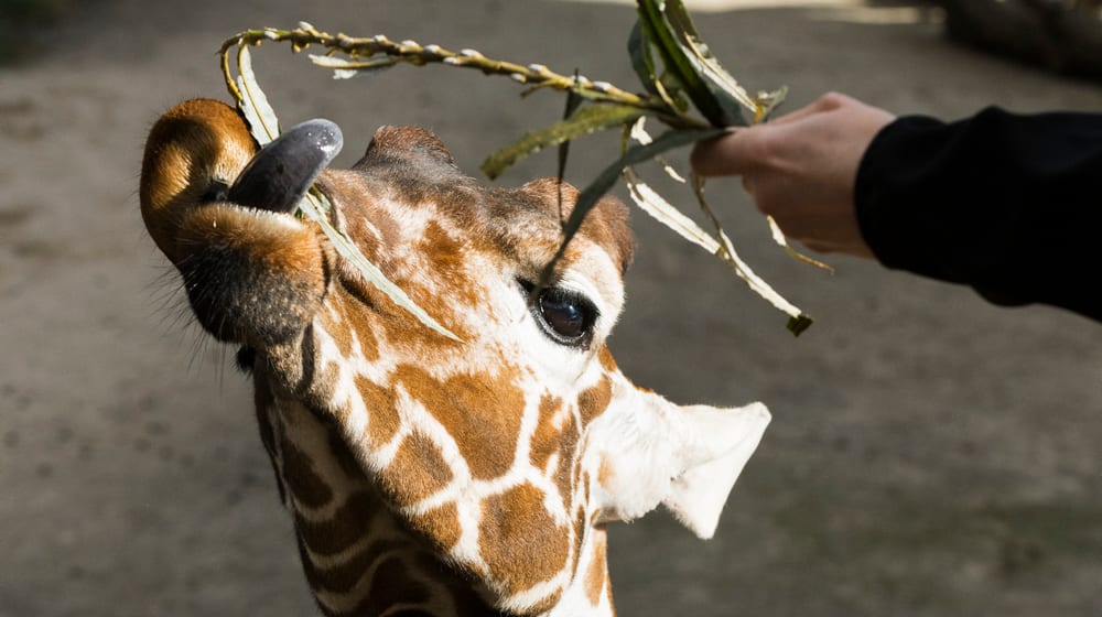 Giraffenfütterung Zoo Zürich Lewa
