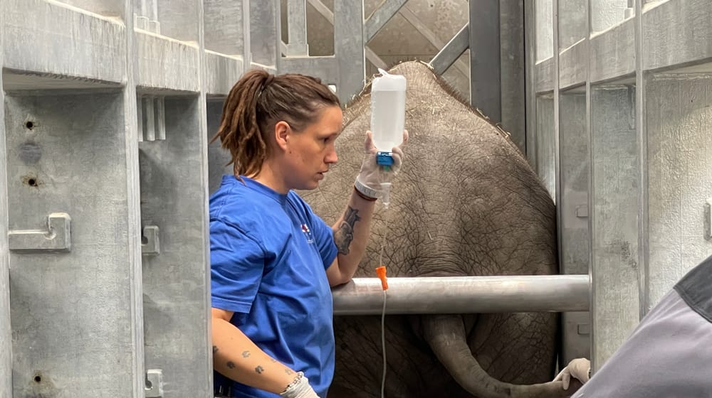 Tierpflegerin Sabrina Markzoll bei der Behandlung von Umesh. 