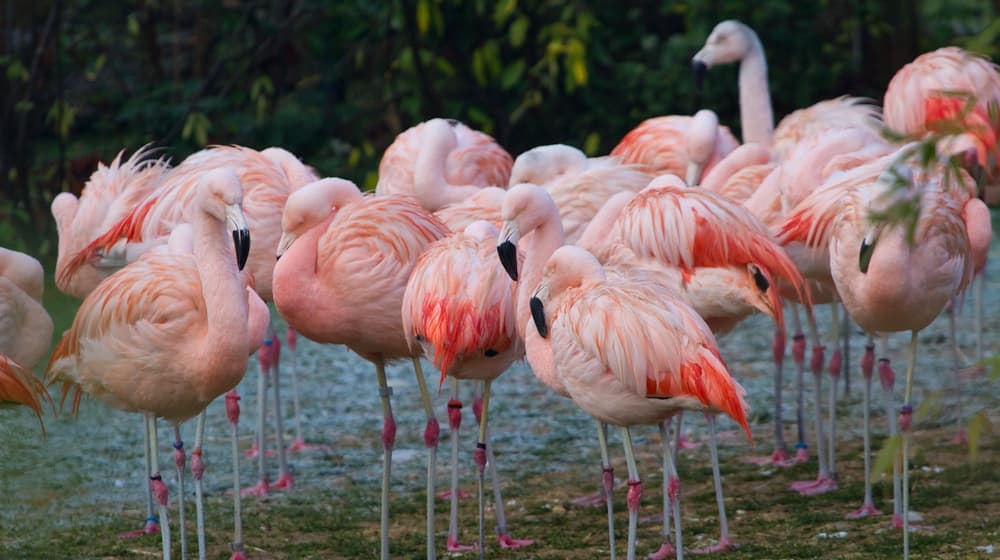 Chile-Flamingos im Zoo Zürich