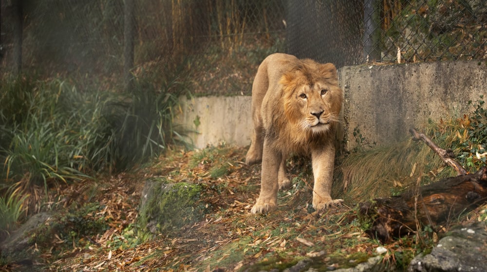Asiatischer Löwe Jadoo im Zoo Zürich.
