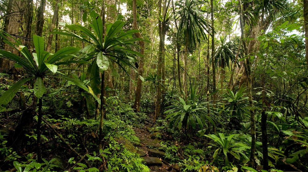Masoala Nationalpark, Regenwald. 