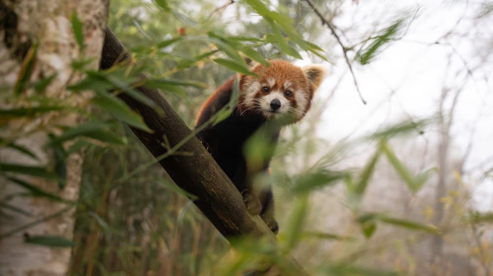 Kleiner Panda im Zoo Zürich.