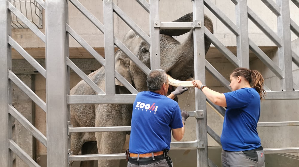 Tierpfleger Kurt Ammacher und Tierpflegerin Sabrina Markzoll behandeln im Managementbereich des Kaeng Krachan Elefantenparks im Zoo Zürich bei Elefant Thai einen abgebrochenen Stosszahn.