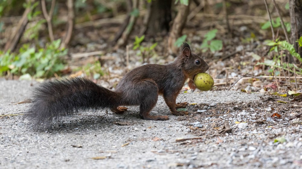 Ein Eichhörnchen läuft mit einer Frucht durch den Zoo Zürich.