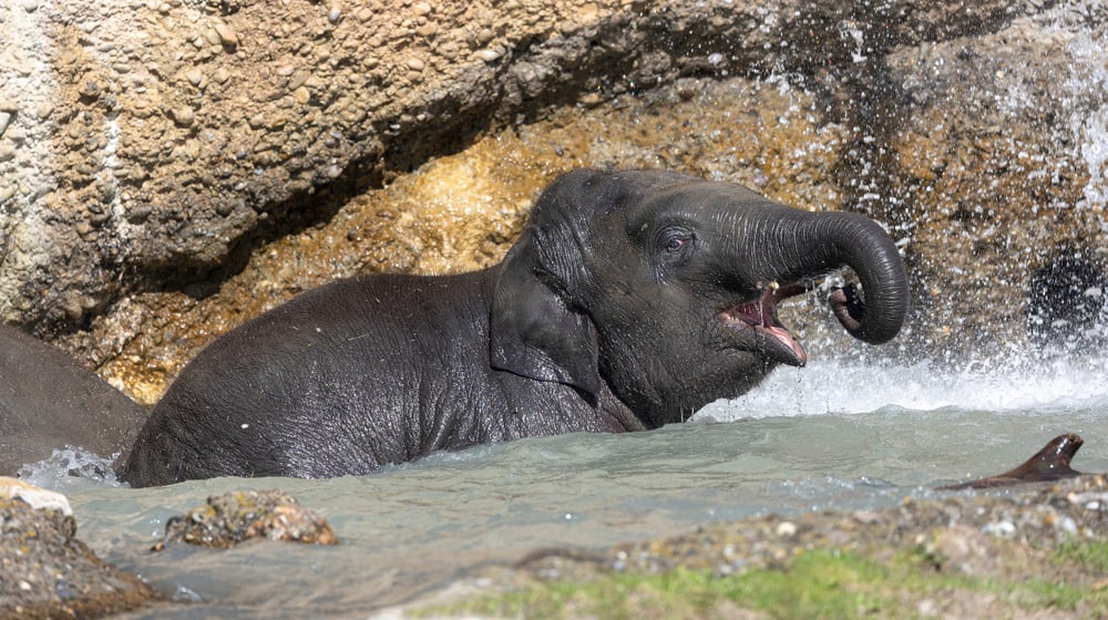 Umesh beim Baden. 