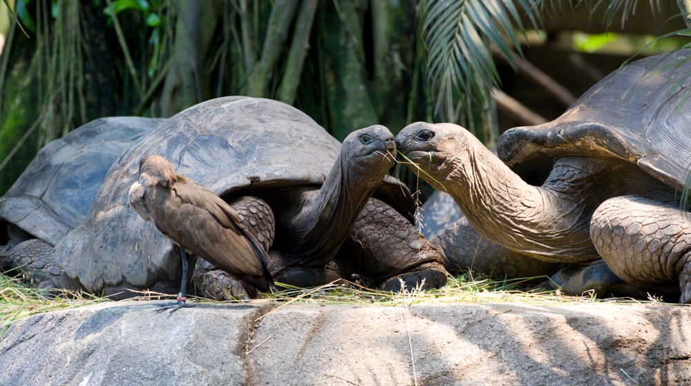 Aldabra-Riesenschildkröten im Masoala Regenwald