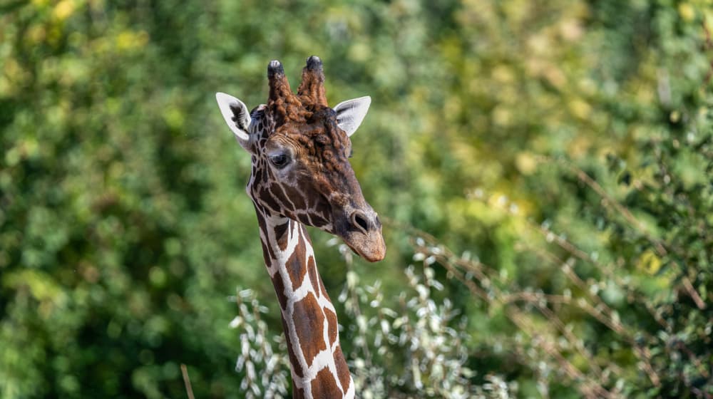Netzgiraffenbulle Obi in der Lewa Savanne des Zoo Zürich.