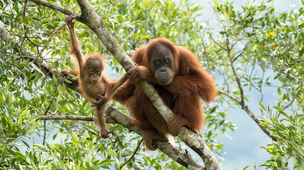 Sumatran orangutans Marconi and her son Masen in Jantho on Sumatra.