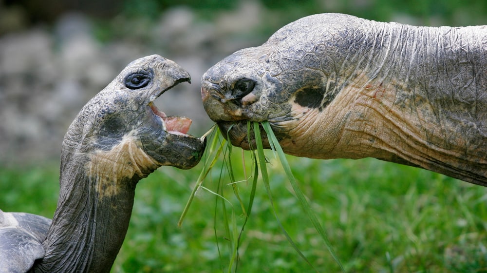 Galapagos-Riesenschildkröten im Zoo Zürich