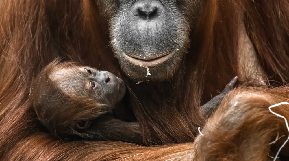 Sumatra-Orang-Utan Cahaya mit Jungtier Utu im Zoo Zürich.