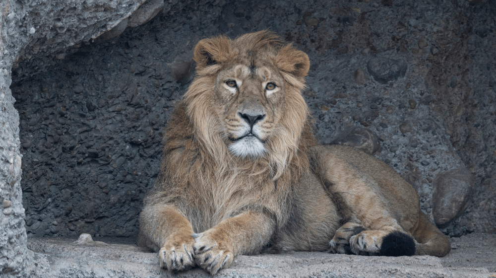 Asiatischer Löwe Jadoo im Zoo Zürich.