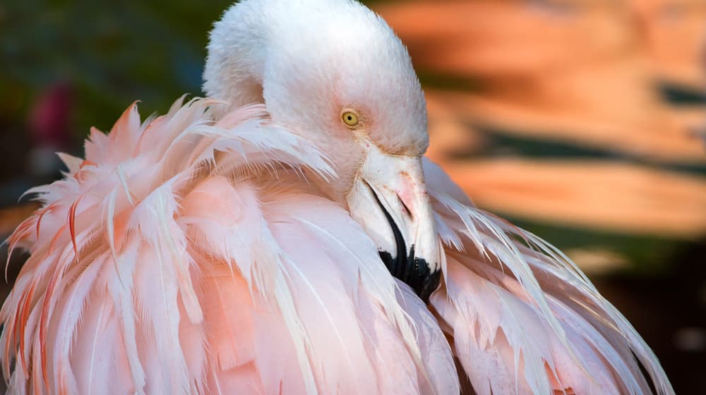 Chile-Flamingo im Zoo Zürich