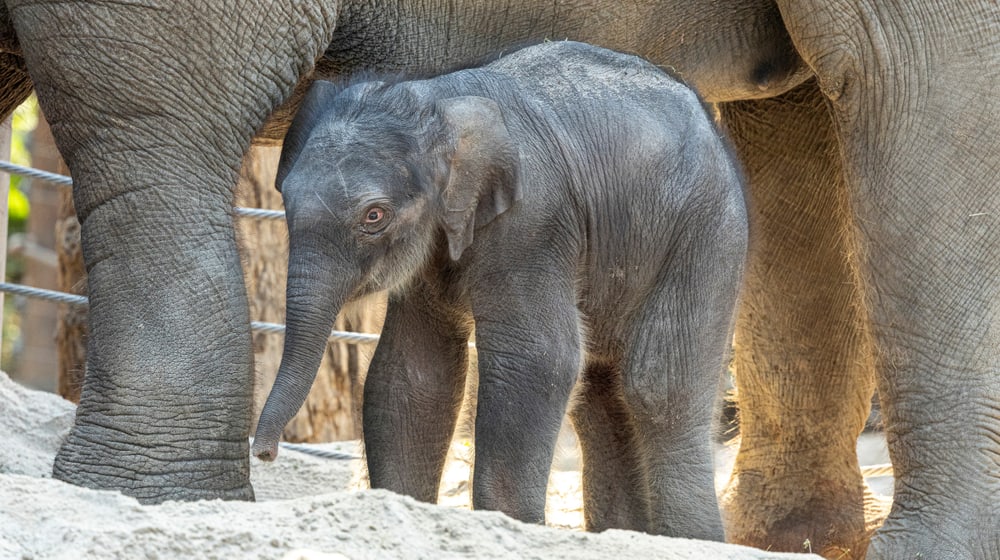 Junger Asiatischer Elefant Zali im Zoo Zürich.