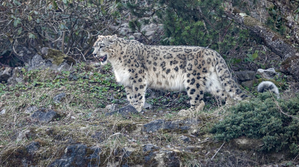 Schneeleopard im Zoo Zürich, März 2025.