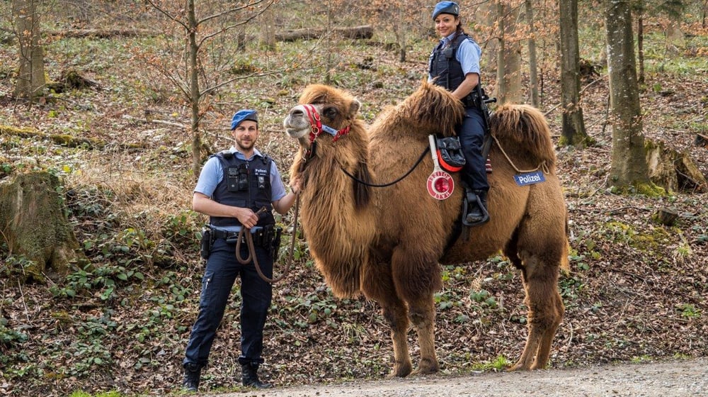 Trampeltier Shamira mit Stadtpolizisten.