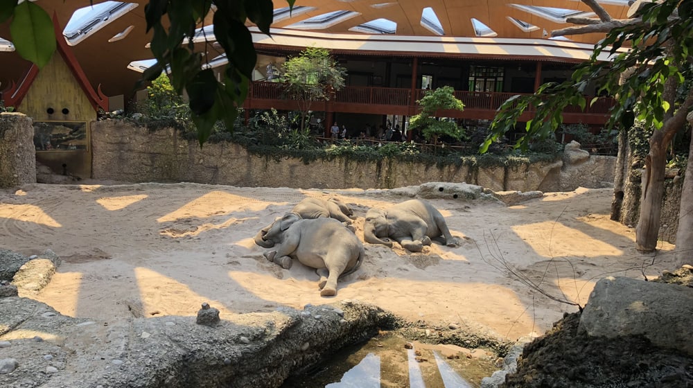 Schlafende Elefanten im Zoo Zürich.