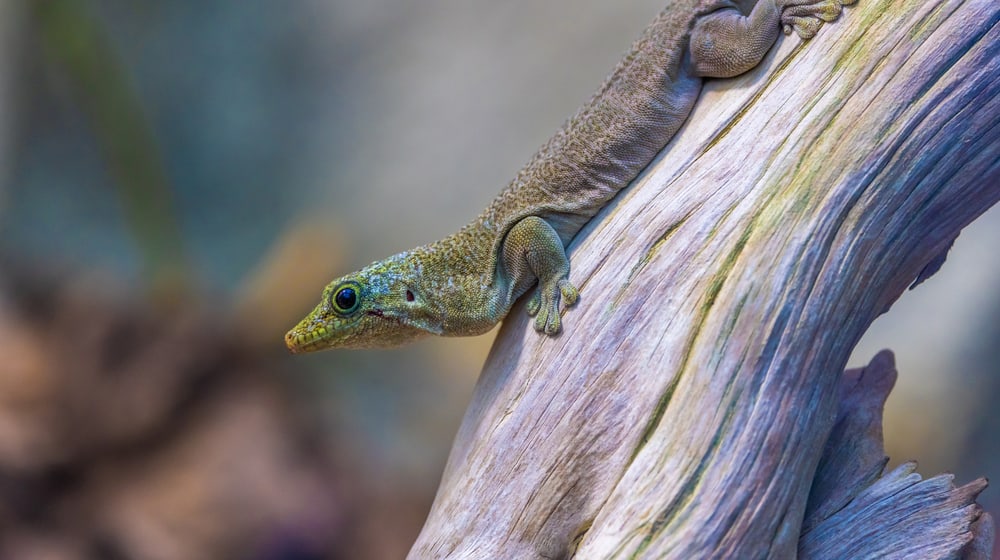 Querstreifen-Taggecko im Zoo Zürich.