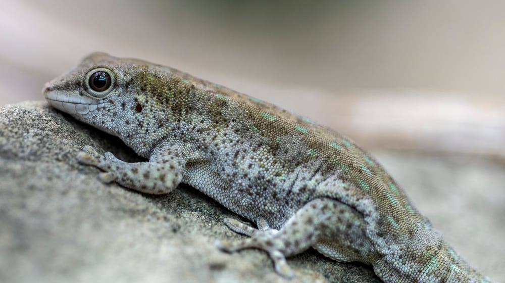 Kurzkopf-Taggecko im Zoo Zürich.