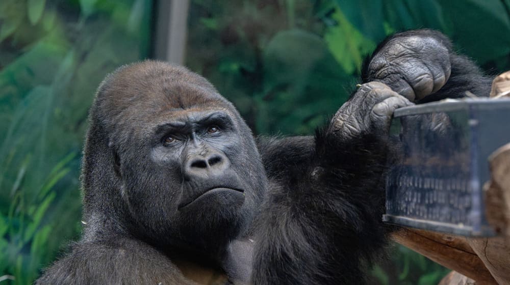 Westlicher Flachlandgorilla Bwana im Zoo Zürich.