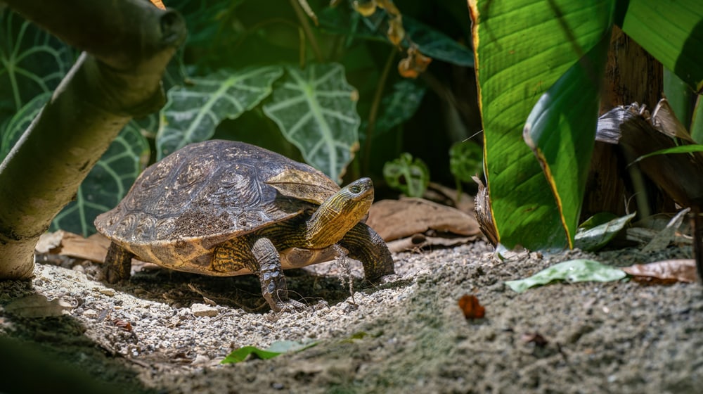 Weibchen der Chinesischen Streifenschildkröte (Mauremys sinensis)