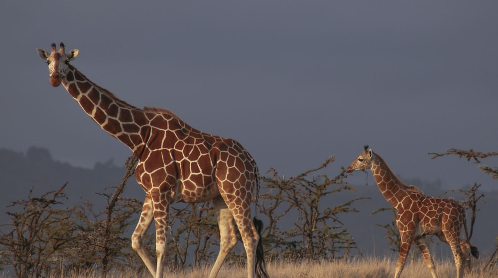 Netzgiraffe in der Lewa Wildlife Conservancy in Kenia.