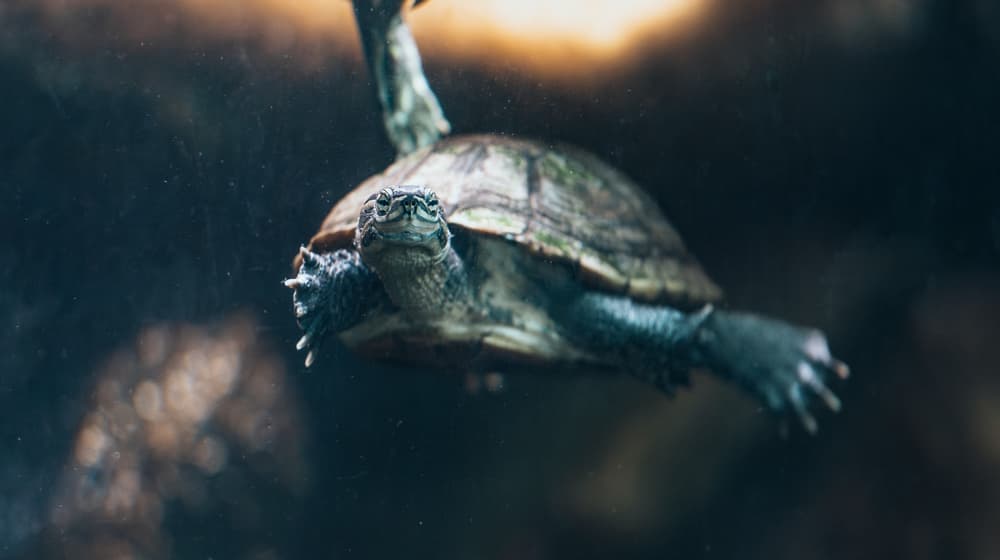 Annam-Bachschildkröte im Zoo Zürich.