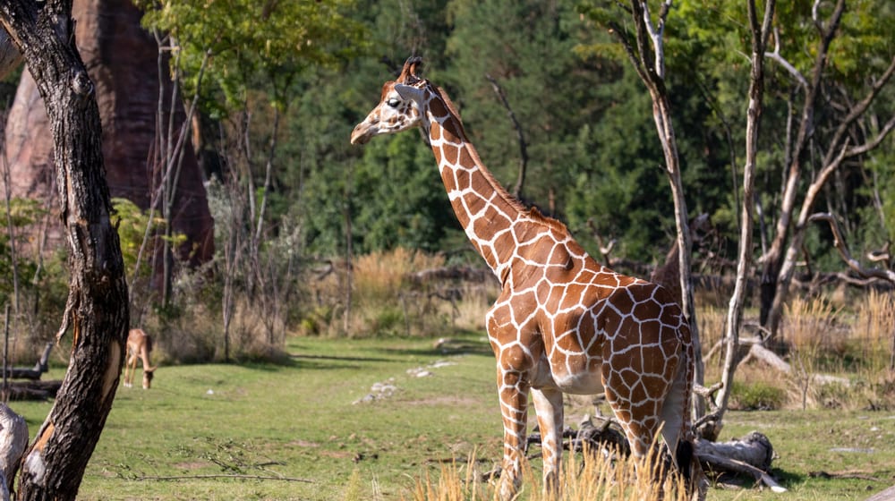 Netzgiraffe Luna in der Lewa Savanne des Zoo Zürich.