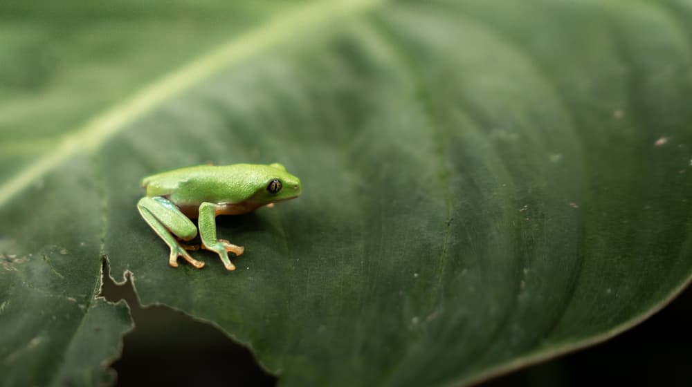 Orangeaugen-Laubfrosch in der Forschungsstation des Zoo Zürich.