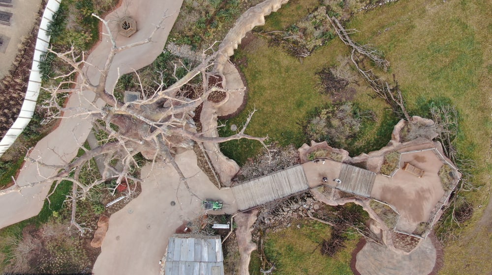 Blick auf Baobab und Steg in der Lewa Savanne im Januar 2020.