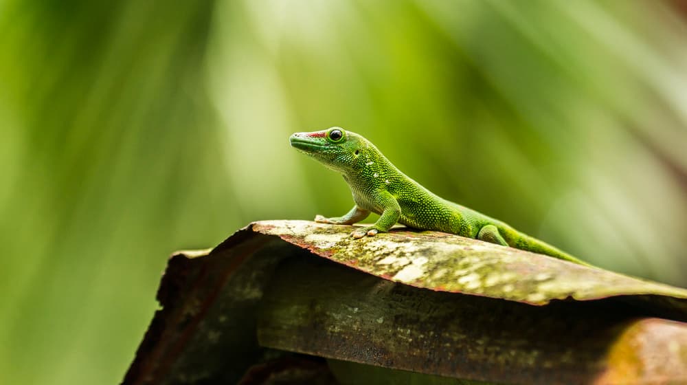 Grand gecko diurne de Madagascar dans la Forêt pluviale de Masoala du Zoo de Zurich.