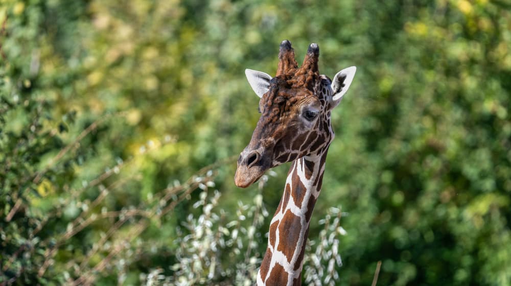 Netzgiraffenbulle Obi in der Lewa Savanne des Zoo Zürich.