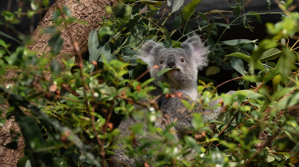Koala im Zoo Zürich.