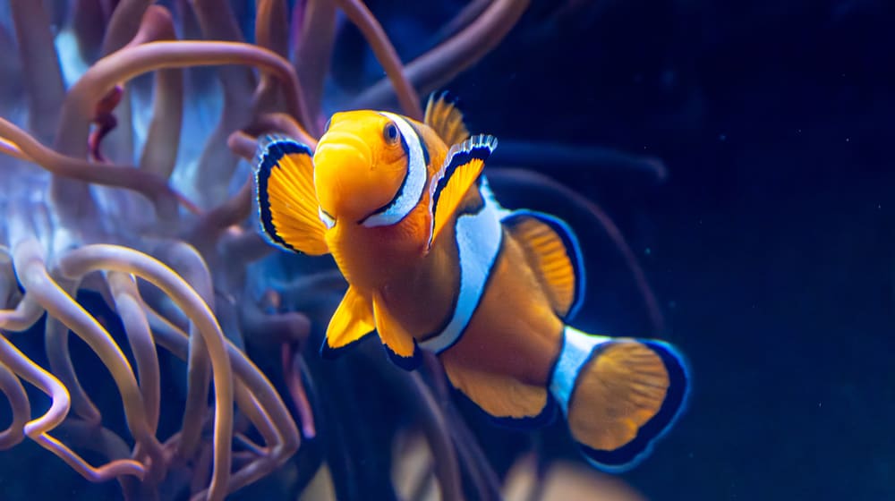 Falscher Clown-Anemonenfisch im Zoo Zürich.