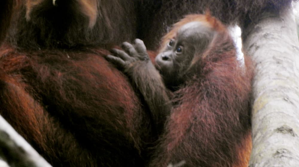 Sumatra-Orang-Utan Eja in Jantho, Sumatra.