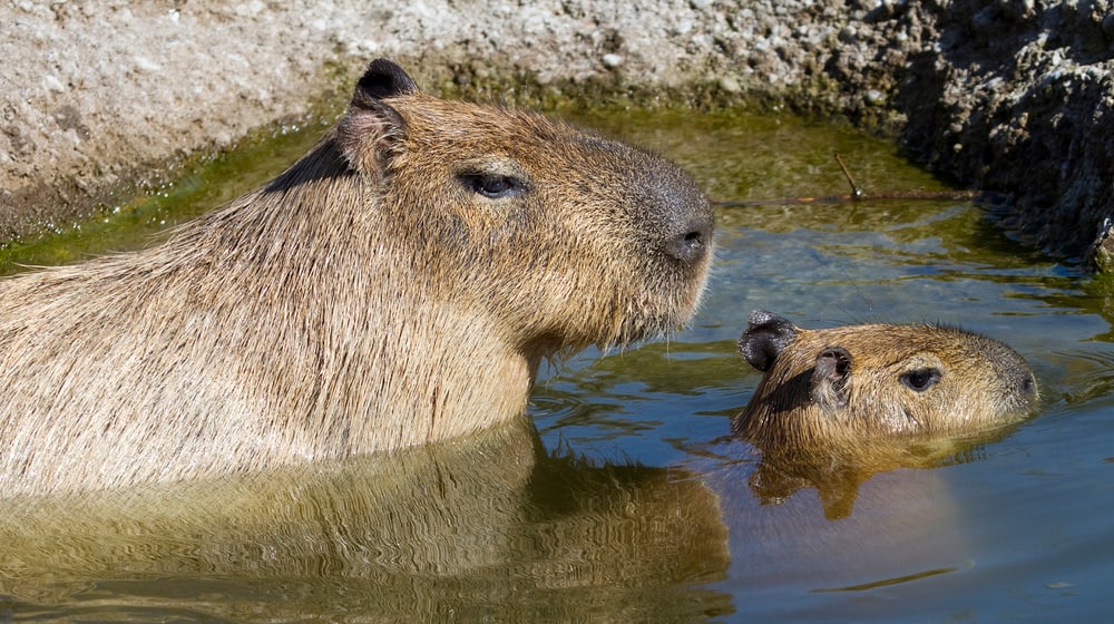 Capybara mit Jungtier im Wasser im Pantanal des Zoo Zürich.